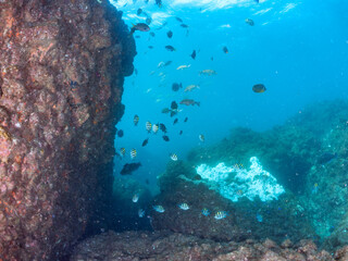 美しいメジナ（イスズミ科）、ホウライヒメジ（ヒメジ科）、チョウチョウウオ（チョウチョウウオ科）他の群れ。
英名学名：Largescale Blackfish (Girella punctata), Whitesaddle goatfish (Parupeneus ciliatus), Oriental ButterflyFish (Chaetodon aurites)
中木ヒリゾ浜2024年
