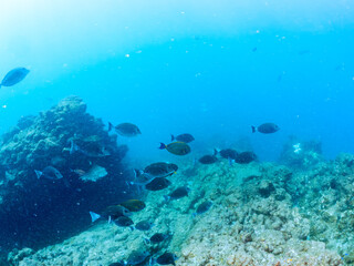 美しいニセカンランハギ、ニザダイ（ニザダイ科）他の群れ。
英名学名：Pencil surgeonfish (Acanthurus dussumieri)
Sawtail (Prionurus scalprum)
静岡県伊豆半島賀茂郡南伊豆町中木ヒリゾ浜2024年
