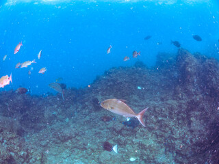 Fototapeta premium キビナゴの大群を襲う迫力あるヒレナガカンパチ（アジ科）の群れ。 英名学名：Almaco Jack, Longfin amberjack, Seriola rivoliana Valenciennesm Silver-Stripe Round Herrings (Spratelloides gracilis) 静岡県伊豆半島賀茂郡南伊豆町中木ヒリゾ浜2024年 