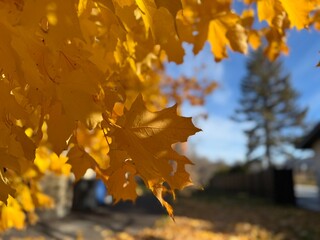 Yellow maple leaves on a tree on a sunny day close up