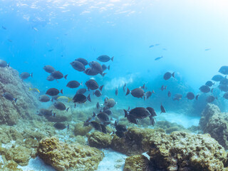 美しいニザダイ（ニザダイ科）、メジナ（イスズミ科）他の群れ
英名学名：Sawtail (Prionurus scalprum) Largescale Blackfish, Girella punctata
静岡県伊豆半島賀茂郡南伊豆町中木ヒリゾ浜2024年
