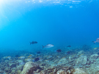キビナゴの大群を襲う迫力あるカンパチ（アジ科）の群れ。
英名学名：Greater Amberjack (Seriola dumerili)
Silver-Stripe Round Herrings (Spratelloides gracilis)
美しいニザダイ（ニザダイ科）他の群れ。
英名学名：Sawtail (Prionurus scalprum)
静岡県伊豆半島賀茂郡南伊豆町中木ヒリゾ浜2
