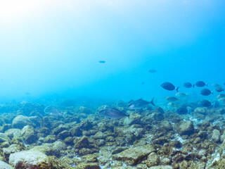 キビナゴの大群を襲う迫力あるカンパチ（アジ科）の群れ。
英名学名：Greater Amberjack (Seriola dumerili)
Silver-Stripe Round Herrings (Spratelloides gracilis)
美しいニザダイ（ニザダイ科）他の群れ。
英名学名：Sawtail (Prionurus scalprum)
静岡県伊豆半島賀茂郡南伊豆町中木ヒリゾ浜2
