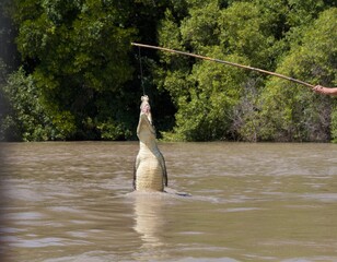 Crocadile Jumping to retrieve food Northern Territory Australia