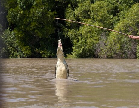 Crocadile Jumping to retrieve food Northern Territory Australia