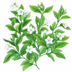White Flowers and Green Leaves, blossom, bloom, spring, summer, nature
