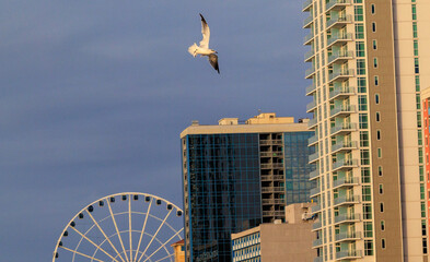 Birds eye view of myrtle beach