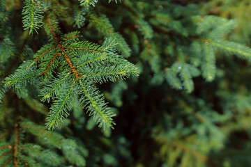 The freshness of the coniferous forest. Raindrops on a spruce branch in sunny weather. Custom Christmas background. Warm winter holiday concept. Global warming concept.