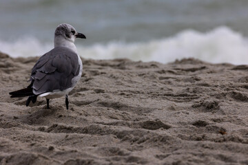 Lone gull