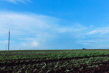 Obraz premium Field with freshly sprouted plants. Agriculture concept. A field with sprouted sunflowers. Sunflower oil concept. Electric wires over an agricultural field.