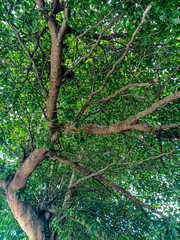 Fototapeta premium This is a clusia rosea tree which usually grows in tropical climates.