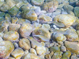 浅瀬を泳ぐ、美しいアオリイカ（ヤリイカ科）の幼魚。
英名学名：Bigfin Reef Squid (Sepioteuthis lessoniana)
静岡県伊豆半島賀茂郡南伊豆町中木ヒリゾ浜2024年
