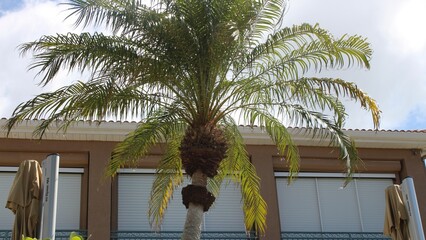 Palm Tree in Punta Gorda Florida
