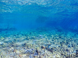 浅瀬を泳ぐ、美しいアオリイカ（ヤリイカ科）の幼魚の群れの半水面撮影。
英名学名：Bigfin Reef Squid (Sepioteuthis lessoniana)
静岡県伊豆半島賀茂郡南伊豆町中木ヒリゾ浜2024年
