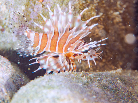 広げた羽根が美しいキリンミノ（フサカサゴ科）の幼魚。
英名学名：Zebra turkeyfish (Dendrochirus zebra) 
静岡県伊豆半島賀茂郡南伊豆町中木ヒリゾ浜2024年
