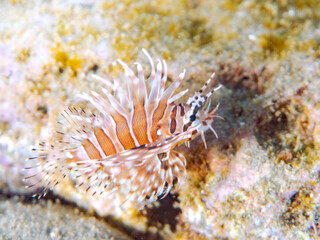 広げた羽根が美しいキリンミノ（フサカサゴ科）の幼魚。
英名学名：Zebra turkeyfish (Dendrochirus zebra) 
静岡県伊豆半島賀茂郡南伊豆町中木ヒリゾ浜2024年
