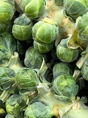 Green organic fresh brussels sprout on the stalk
