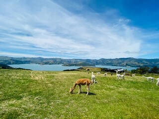 Cute alpacas on the farmland at the Shamarra Alpaca Farm in Akaroa, New Zealand  © Heavenlyflower