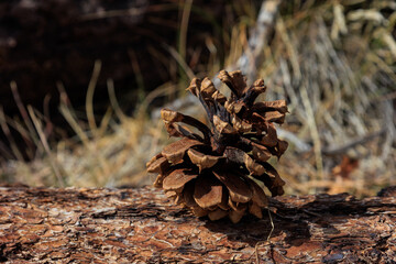 pine cone on the ground