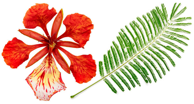 Scarlet Barbados Pride isolated on white background, Scarlet Peacock Flower on white With clipping path.