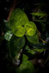 "Vibrant Green Foliage Close-Up: Capturing the Depth and Texture of Timor-Leste&rsquo;s Lush Plant Life"