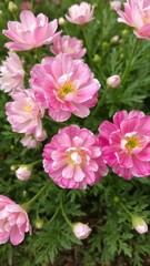 Fototapeta premium Close-up of vibrant pink and white ranunculus flowers blooming in a garden, white, close-up