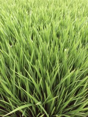 Obraz premium Vibrant and lush real green grass creating a refreshing backdrop, natural