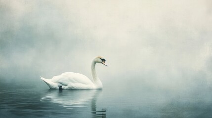 Obraz premium A serene swan gliding through a misty lake, reflecting tranquility and natural beauty.