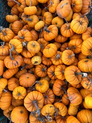 Small orange pumpkins 