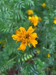 yellow chetty flowers in the garden