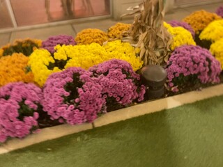 flowers in a garden