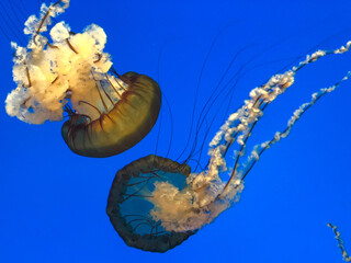 Two jellyfish drift gracefully through the deep blue water, their flowing tentacles and vibrant...