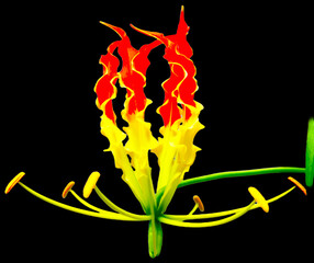 Red flowers blend with yellow and green in a unique, beautiful and natural look on a separate...