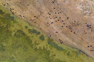 Top view of a herd of horses grazing on the shore of a shallow lake. Aerial view of animals in...