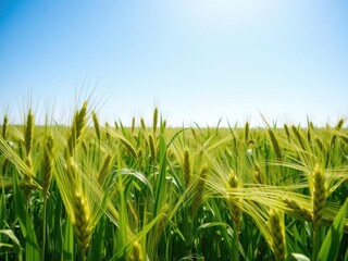 Obraz premium A lush green wheat field in the vibrant spring season, seasonal, flora