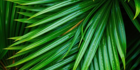 Close up of a vibrant green palm leaf, showcasing the intricate texture and natural tropical beauty, leaf texture, greenery