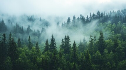 Fototapeta premium Misty Forest Landscape