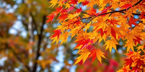 Vibrant autumn maple leaves in varied shades of orange, red, and yellow hanging from a tree branch, vibrant, seasonal