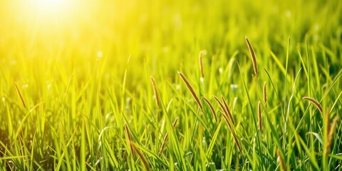 Vibrant and lush green grass meadow under a clear blue sky, nature, grass