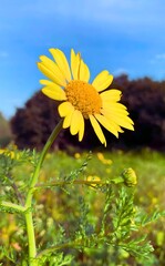 Close-Up of Yellow Wildflower in Bloom Against Blue Sky and Green Field
