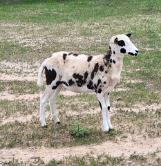 Obraz premium sheep and lamb