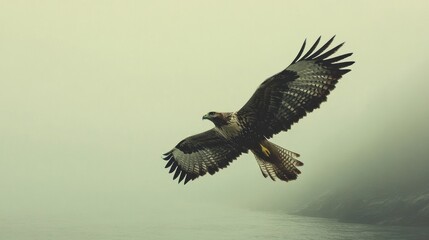 Fototapeta premium Eagle in Flight Through Misty Landscape