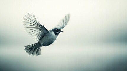 Naklejka premium Bird in Flight