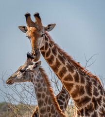 giraffe is a large African hoofed mammal belonging to the genus Giraffa
