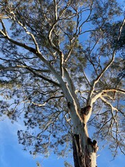 Gum Tree