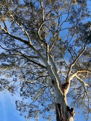 Camden White Gum