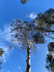 tree and sky camden white gum 