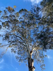 Camden White GUm