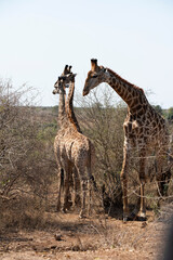 giraffe is a large African hoofed mammal belonging to the genus Giraffa