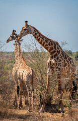 giraffe is a large African hoofed mammal belonging to the genus Giraffa